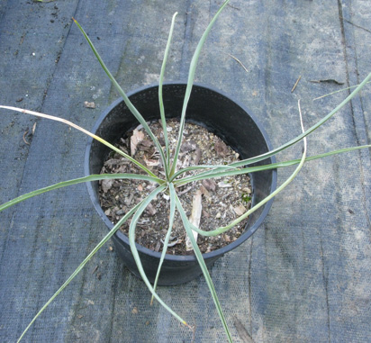 Pépinière Palmaris Yucca constricta