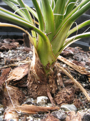 Pépinière Palmaris Yucca constricta