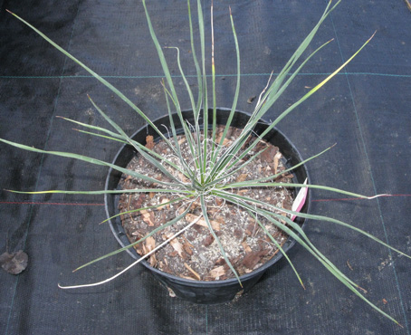 Pépinière Palmaris Yucca contricta