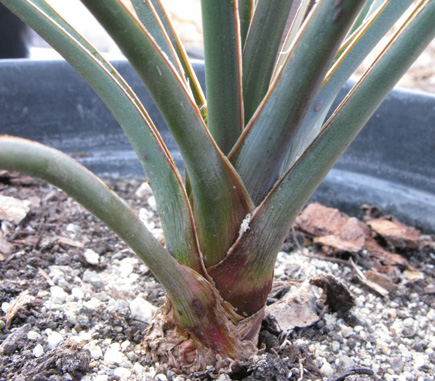 Pépinière Palmaris Yucca decipiens