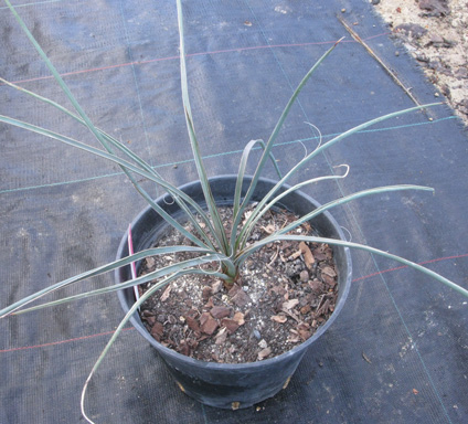 Pépinière Palmaris Yucca decipiens