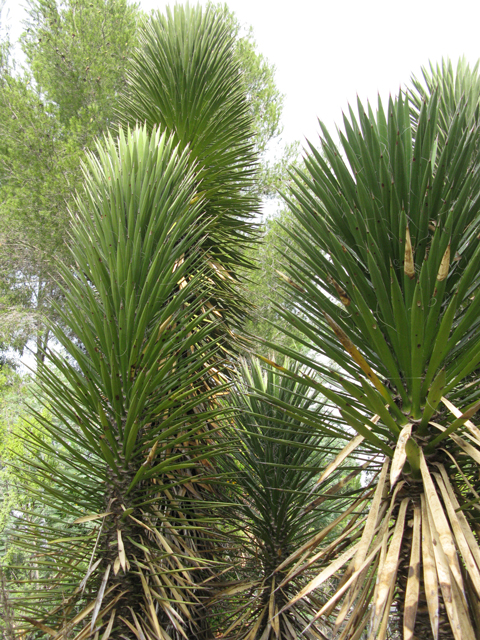 Pépinière Palmaris Yucca decipiens Lalonde