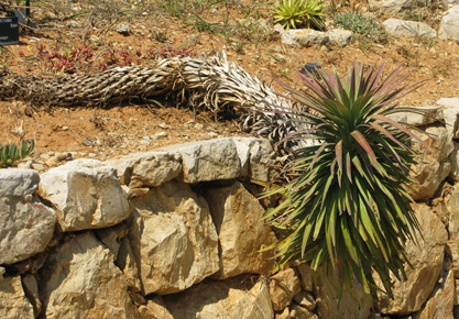 Pépinière Palmaris Yucca desmetiana