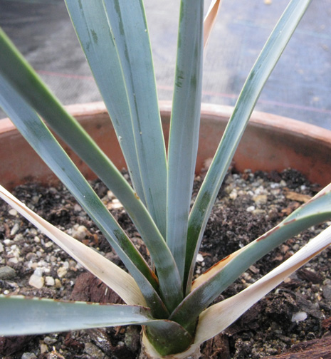 Pépinière Palmaris Yucca elata