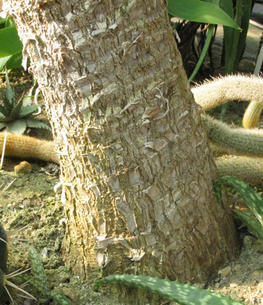 Pépinière Palmaris Yucca elephantipes