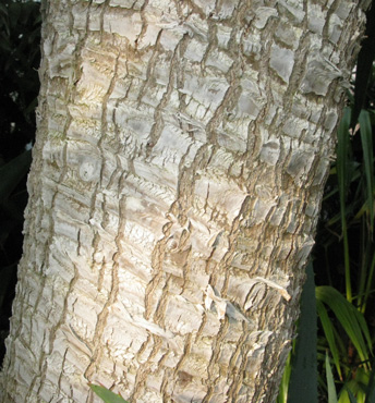 Pépinière Palmaris Yucca elephantipes