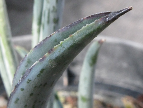 Pépinière Palmaris Yucca endlichiana