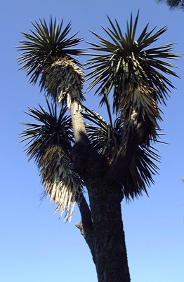 Pépinière Palmaris Yucca australis Kuentz