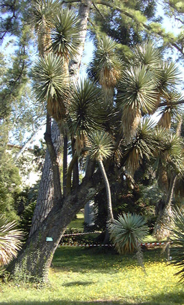 Pépinière Palmaris Yucca australis Thuret