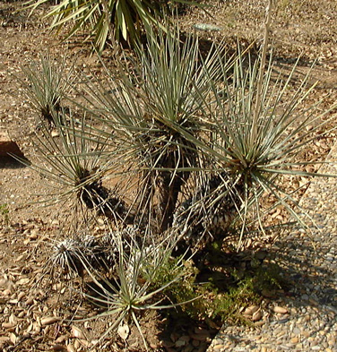 Pépinière Palmaris Yucca glauca