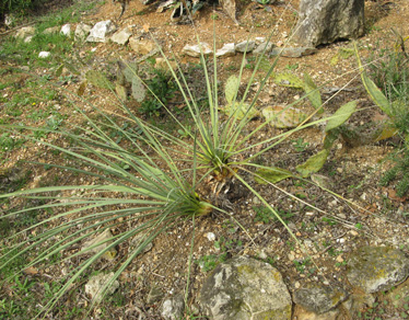 Pépinière Palmaris Yucca glauca