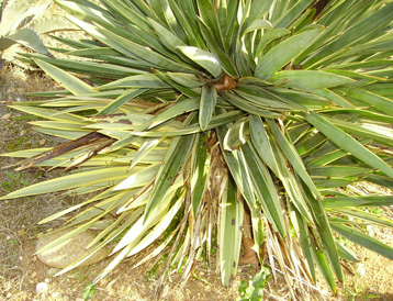Pépinière Palmaris Yucca  gloriosa marginata Cactuseraie 
