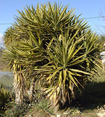 Pépinière Palmaris Yucca guatemalensis 