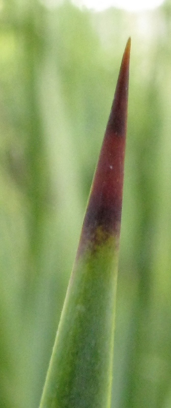 Pépinière Palmaris Yucca linearifolia