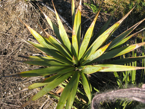 Pépinière Palmaris Yucca pallida