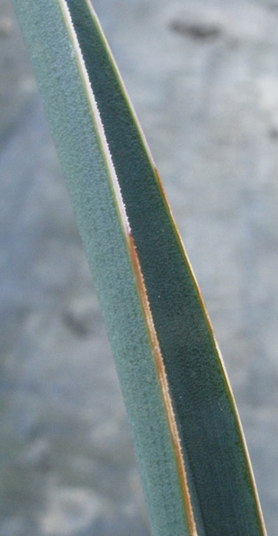 Pépinière Palmaris Yucca potosina