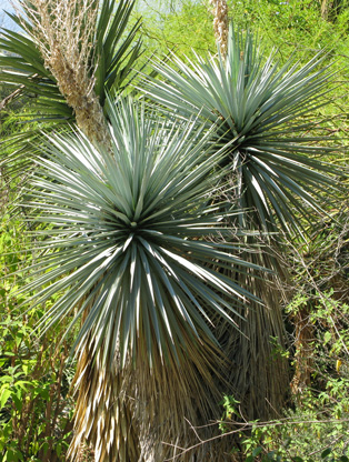 Pépinière Palmaris Yucca rigida Nice