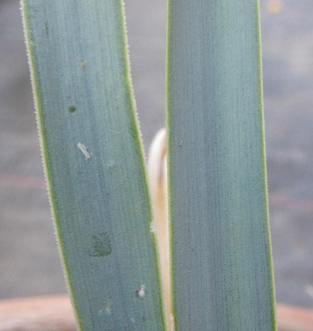 Pépinière Palmaris Yucca rigida