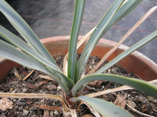 Pépinière Palmaris Yucca rigida