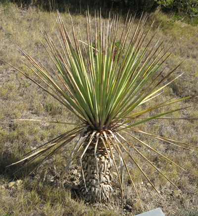 Pépinière Palmaris yucca rigida Foncaude