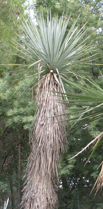Pépinière Palmaris yucca rigida Lalonde