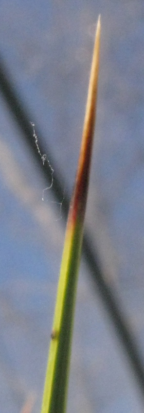 Pépinière Palmaris Yucca rostrta