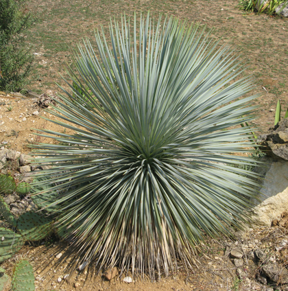 Pépinière Palmaris Yucca rostrata Cactuseraie
