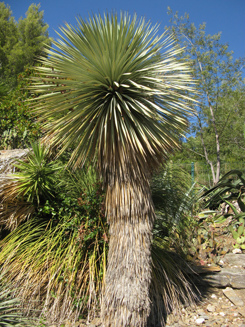 Pépinière Palmaris Yucca rostrata Le Rayol-Canadel