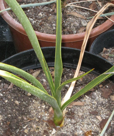Pépinière Palmaris Yucca rupicola 