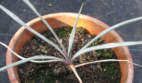 Pépinière Palmaris Yucca rupicola 