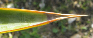 Pépinière Palmaris Yucca rupicola