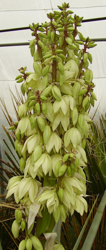 Pépinière Palmaris Yucca schidigera