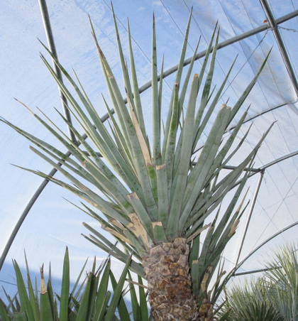 Pépinière Palmaris Yucca schidigera