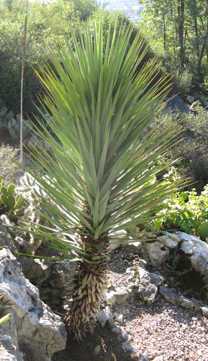 Pépinière Palmaris Yucca schottii Lespinet