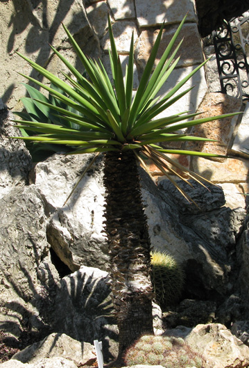 Pépinière Palmaris Yucca treculeana  Monaco