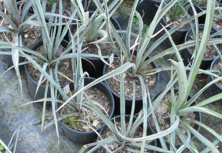 Pépinière Palmaris Yucca treculeana 