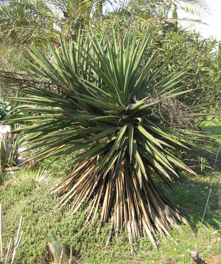 Pépinière Palmaris Yucca treculeana Bianchi
