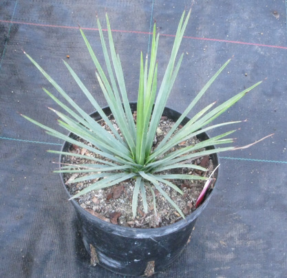 Pépinière Palmaris Yucca  whipplei 