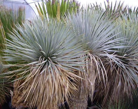 Pépinière Palmaris Yucca rostrta