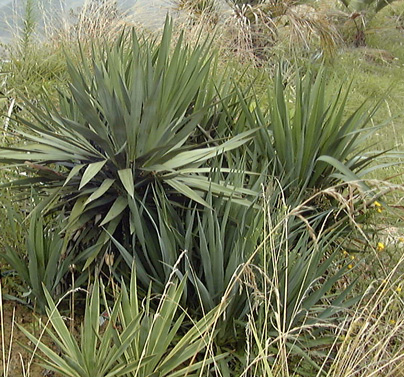 Pépinière Palmaris Yucca  gloriosa