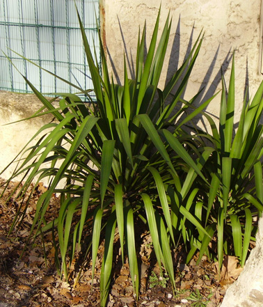 Pépinière Palmaris Yucca recurvifolia