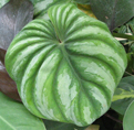 Philodendron mamei silver cloud