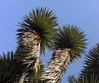 Yucca australis