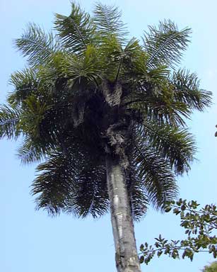 Pépinière Palmaris Les Palmes de Karukéra, Acrocomia karukerana