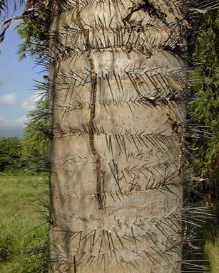 Pépinière Palmaris Les Palmes de Karukéra, Acrocomia aculeata