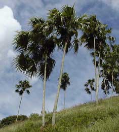 Pépinière Palmaris Les Palmes de Karukéra, Coccothrinax barbadensis