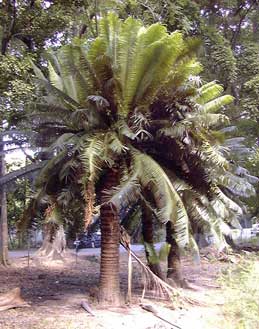 Pépinière Palmaris Les Palmes de Karukéra, Cycas circinalis