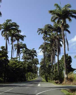 Pépinière Palmaris Les Palmes de Karukéra, Roystonea