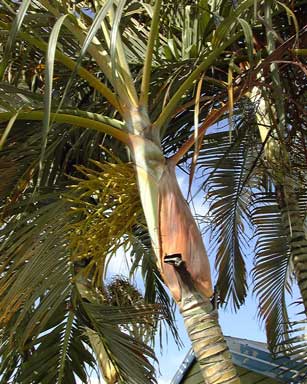 Pépinière Palmaris Les Palmes de Karukéra, Dypsis lutescens