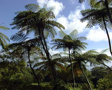 Pépinière Palmaris Les Palmes de Karukéra, Cyathea arborescens
